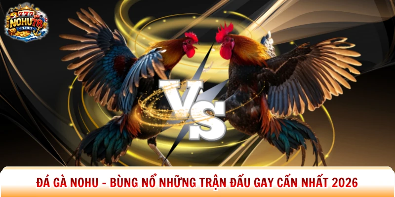 Đá Gà Nohu – Bùng Nổ Những Trận Đấu Gay Cấn Nhất 2026